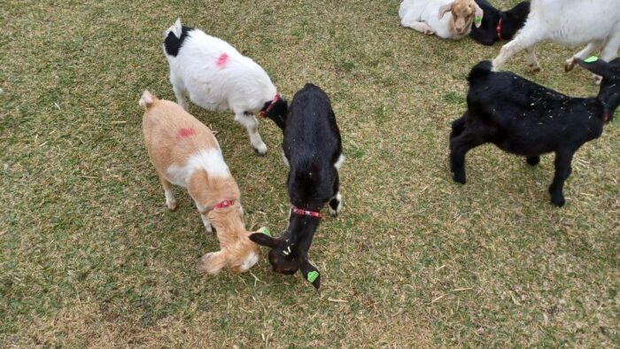 🦄ゆいまぁるパークフェスタ大盛況🦄