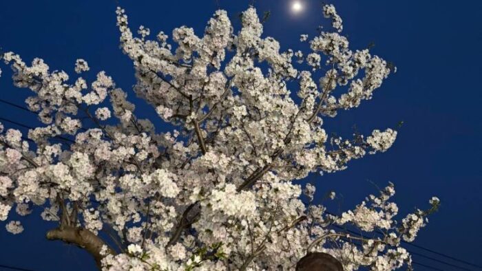 パーソナリティーマコさんから🌸夜桜満開🌸